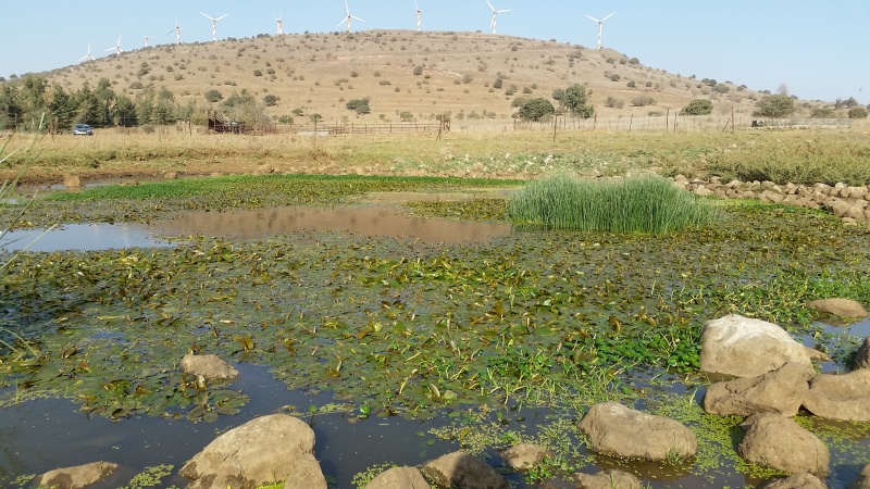 קובץ:2015.10.04-165829.199.android.jpg