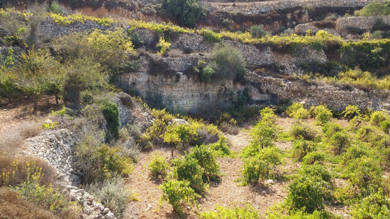 קובץ:2015.10.16-150858.203.android.jpg