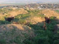 תמונה ממוזערת לגרסה מתאריך 14:45, 12 בינואר 2016