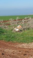 תמונה ממוזערת לגרסה מתאריך 07:10, 10 בפברואר 2016