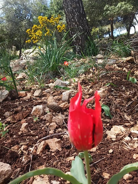 קובץ:2016.03.04-120759.203.android.jpg