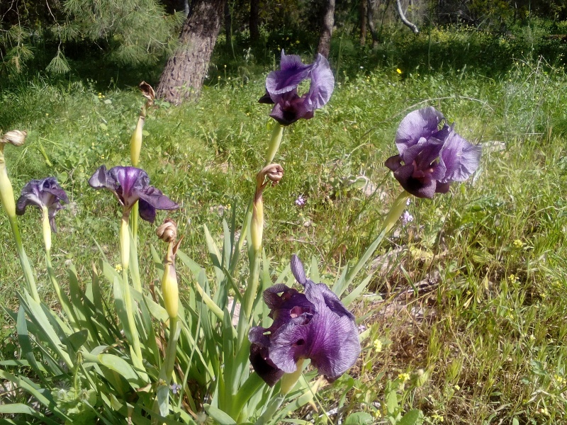 קובץ:2016.03.19-151048.870.android.jpg