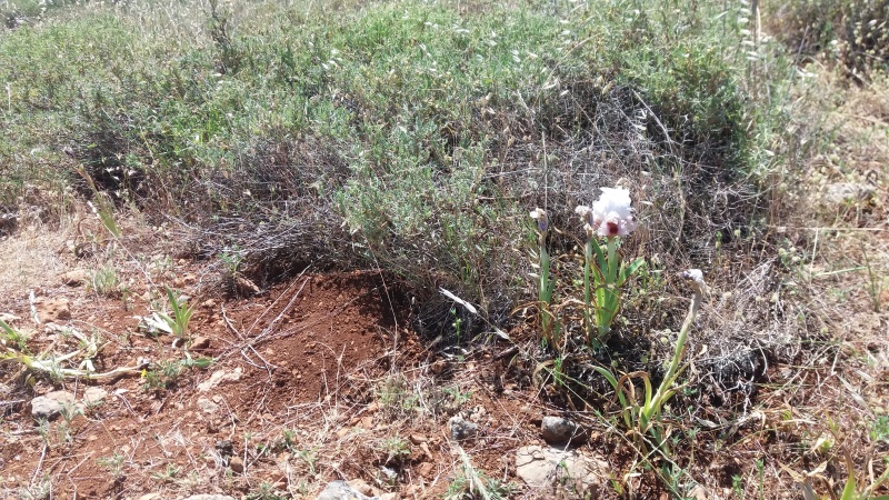 קובץ:2016.04.28-125628.023.android.jpg