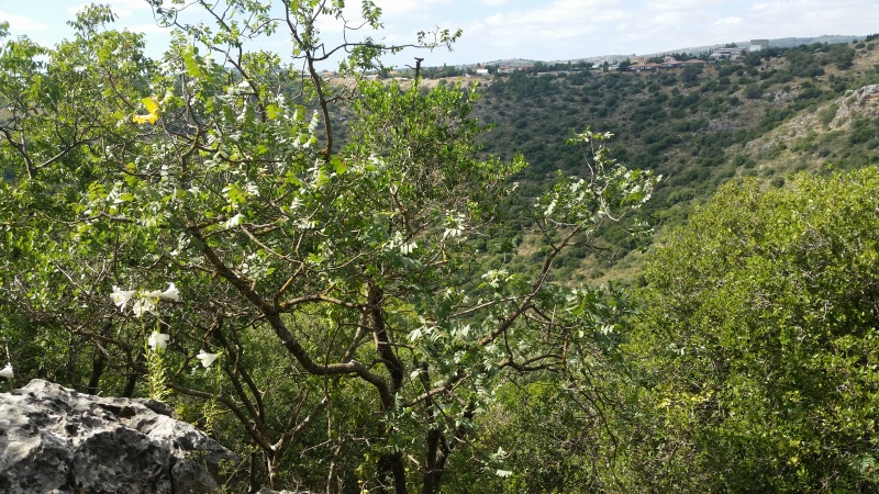 קובץ:2016.04.28-162349.033.android.jpg