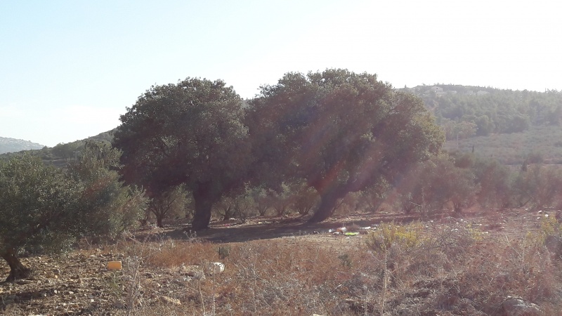 קובץ:2016.11.09-094420.664.android.jpg