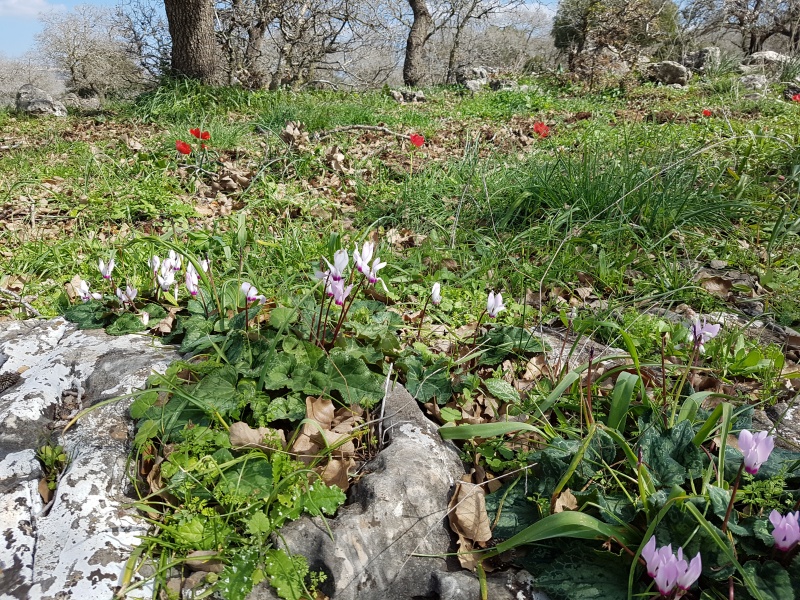 קובץ:2017.02.17-135630.480.android.jpg