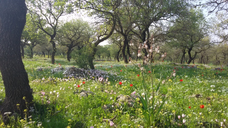 קובץ:2017.03.07-163803.740.android.jpg