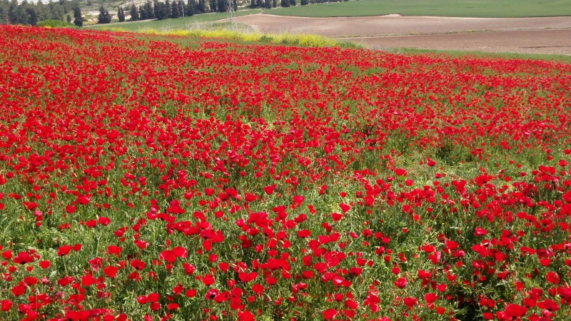 קובץ:2017.03.26-135050.415.android.jpg