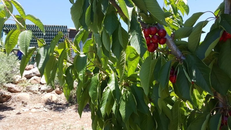 קובץ:2017.05.31-125657.125.android.jpg