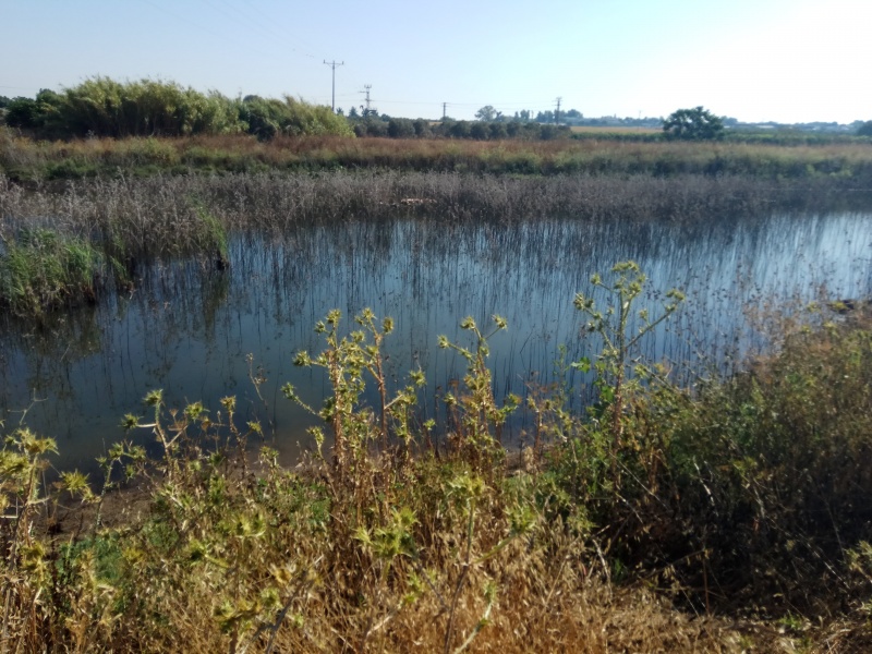 קובץ:2017.06.27-174208.216.android.jpg