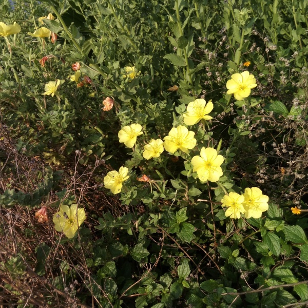 קובץ:2017.09.09-083846.070.android.jpg