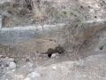 תמונה ממוזערת לגרסה מתאריך 05:53, 25 בספטמבר 2017