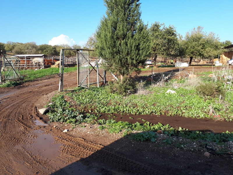 קובץ:2018.01.06-154802.481.android.jpg