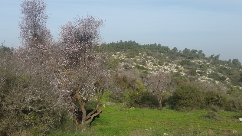 קובץ:2018.02.09-094929.725.android.jpg