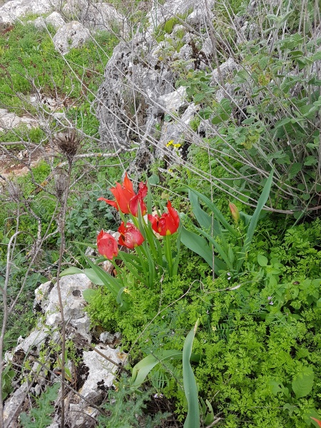 קובץ:2018.02.25-154219.982.android.jpg