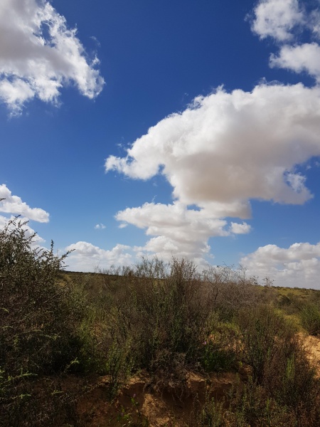 קובץ:2018.03.10-105215.603.android.jpg