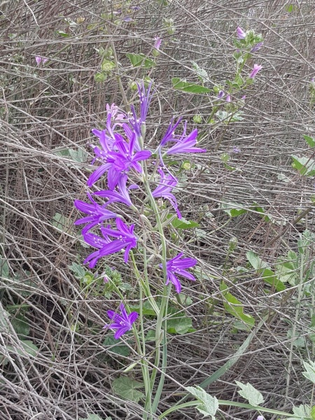 קובץ:2018.04.05-133044.375.android.jpg