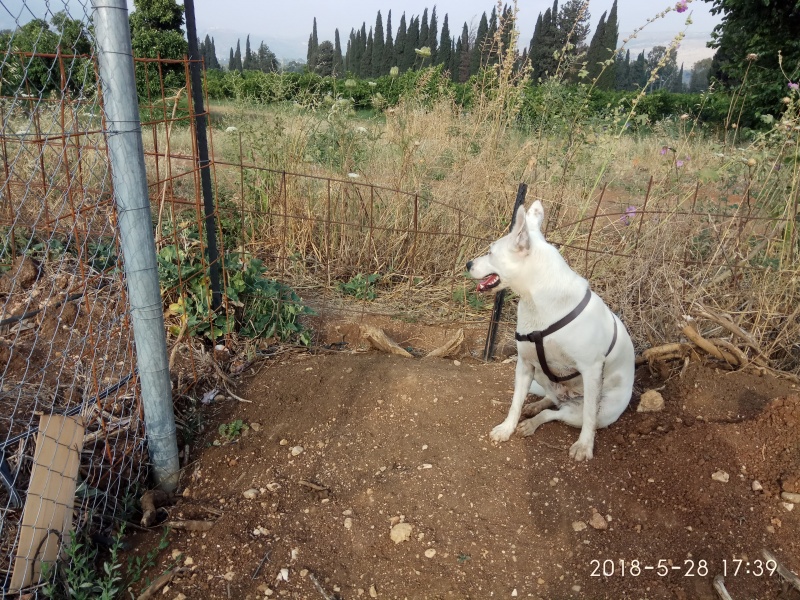 קובץ:2018.05.28-184037.984.android.jpg