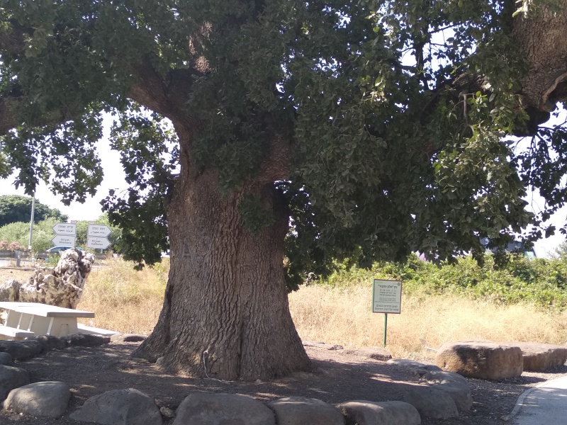 קובץ:2018.06.06-164737.523.android.jpg