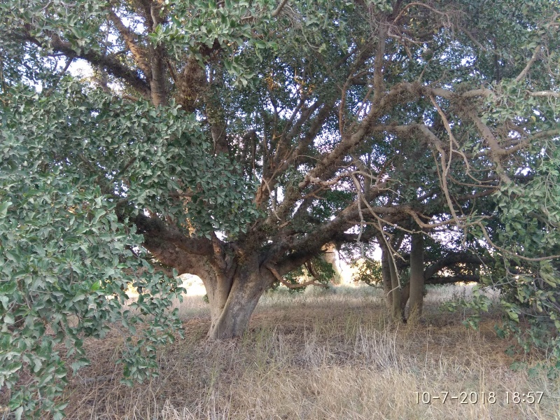 קובץ:2018.07.10-195827.343.android.jpg