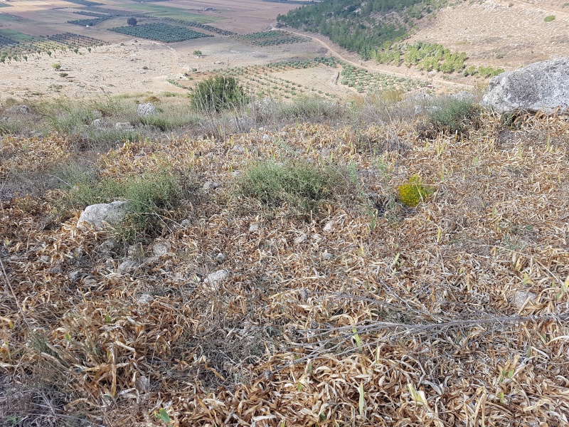 קובץ:2018.07.11-092450.529.android.jpg