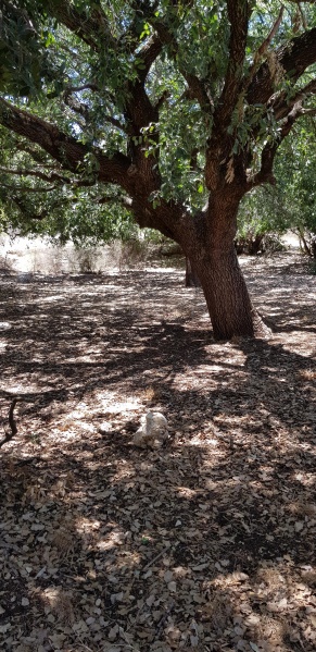 קובץ:2018.07.27-132160.082.android.jpg