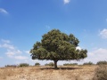 תמונה ממוזערת לגרסה מתאריך 03:32, 17 בספטמבר 2018