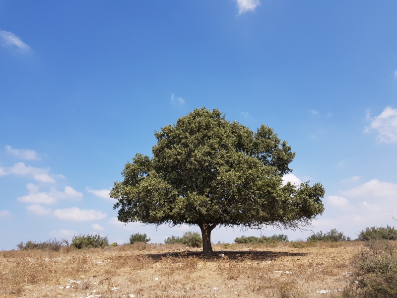 קובץ:2018.09.16-124460.368.android.jpg