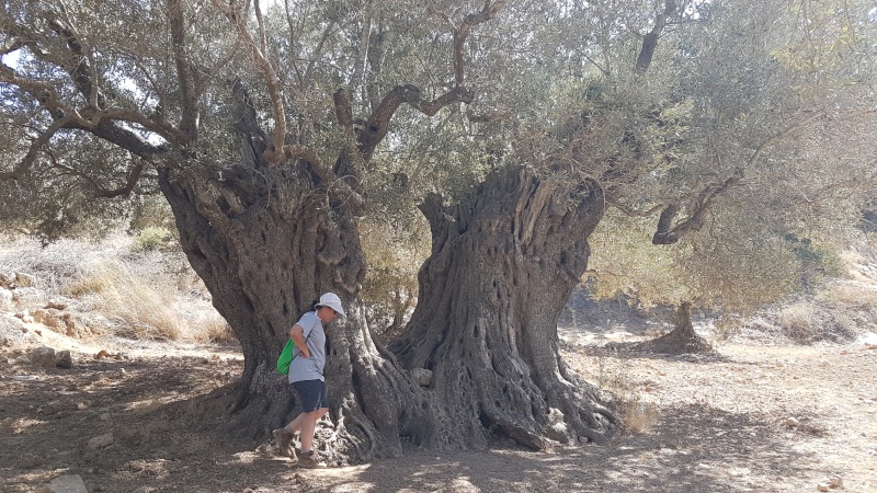 קובץ:2018.09.28-143157.797.android.jpg