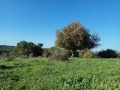 תמונה ממוזערת לגרסה מתאריך 20:44, 7 במרץ 2019