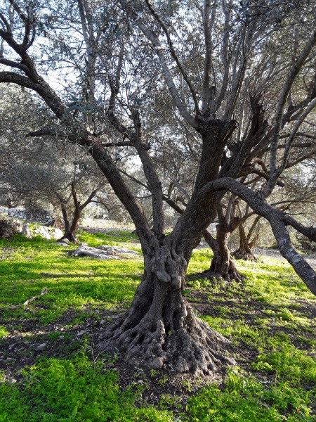 קובץ:2019.01.11-162907.113.android.jpg