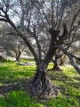 תמונה ממוזערת לגרסה מתאריך 03:12, 15 בינואר 2019