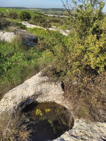 קובץ:2019.01.12-153505.135.android.jpg