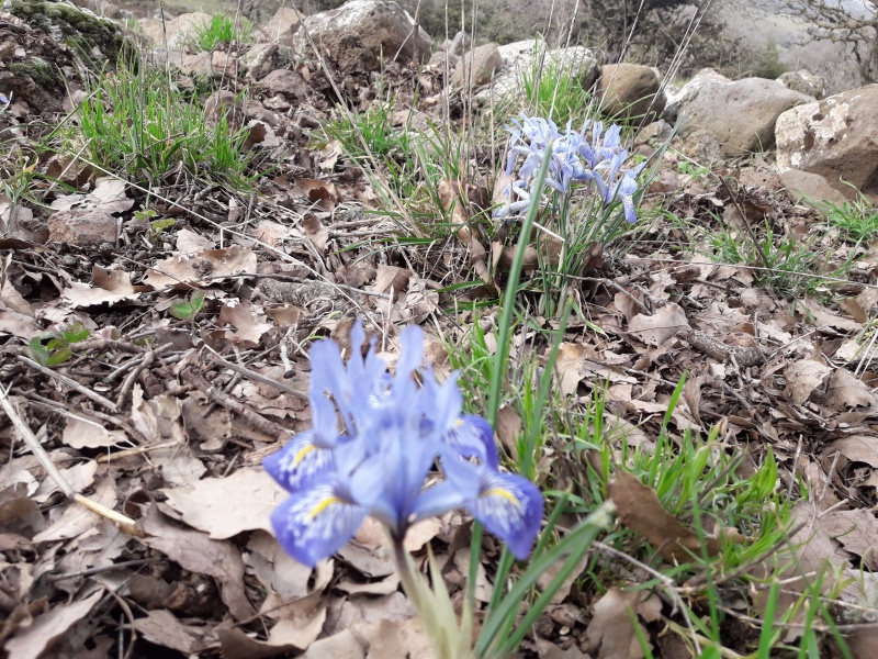 קובץ:2019.02.01-151320.959.android.jpg