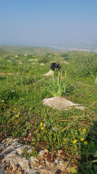 קובץ:2019.02.22-153915.746.android.jpg