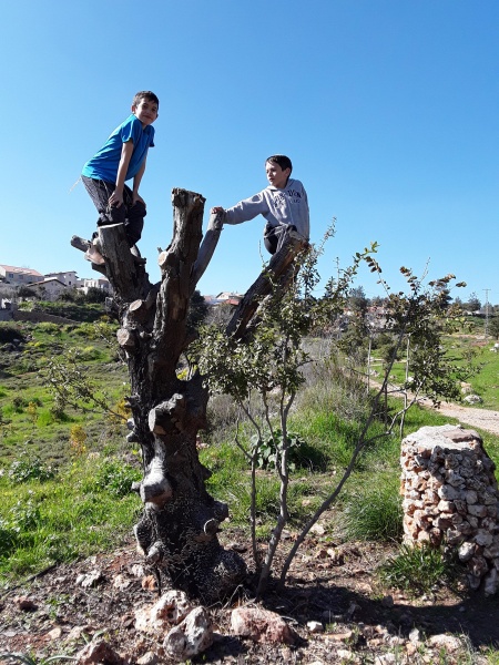 קובץ:2019.03.08-153314.401.android.jpg