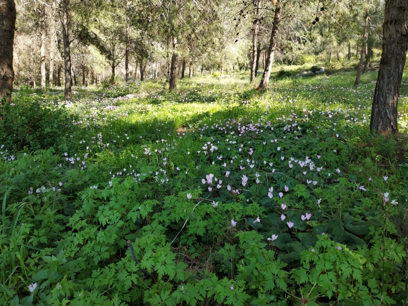 קובץ:2019.03.09-151114.783.android.jpg