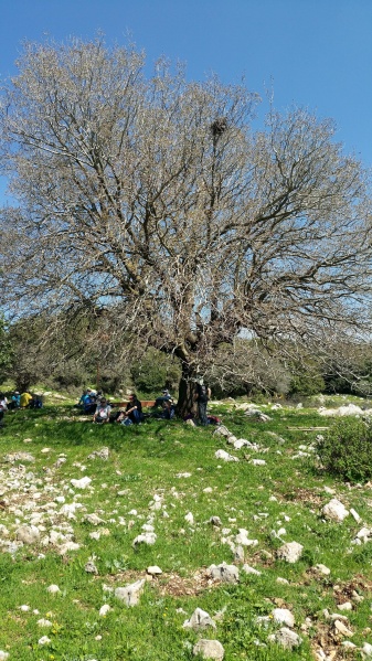 קובץ:2019.03.19-145951.321.android.jpg