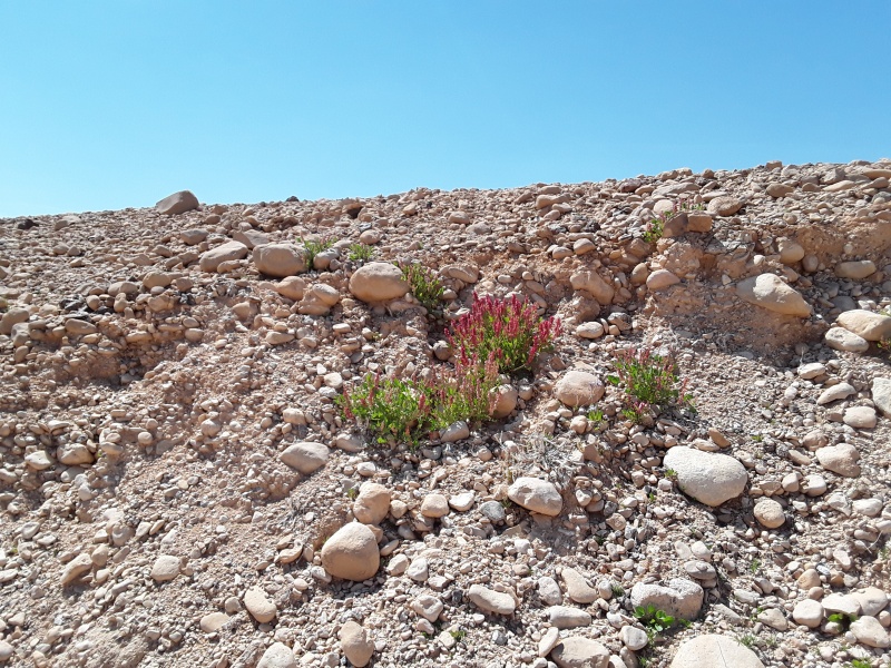 קובץ:2019.03.22-132732.499.android.jpg