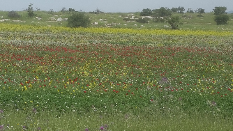 קובץ:2019.03.23-135032.803.android.jpg