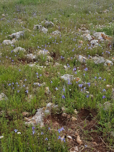 קובץ:2019.03.23-154460.331.android.jpg