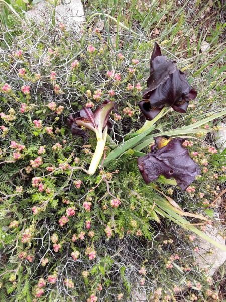 קובץ:2019.03.29-145652.265.android.jpg