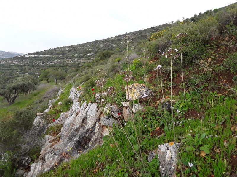 קובץ:2019.04.02-161230.994.android.jpg