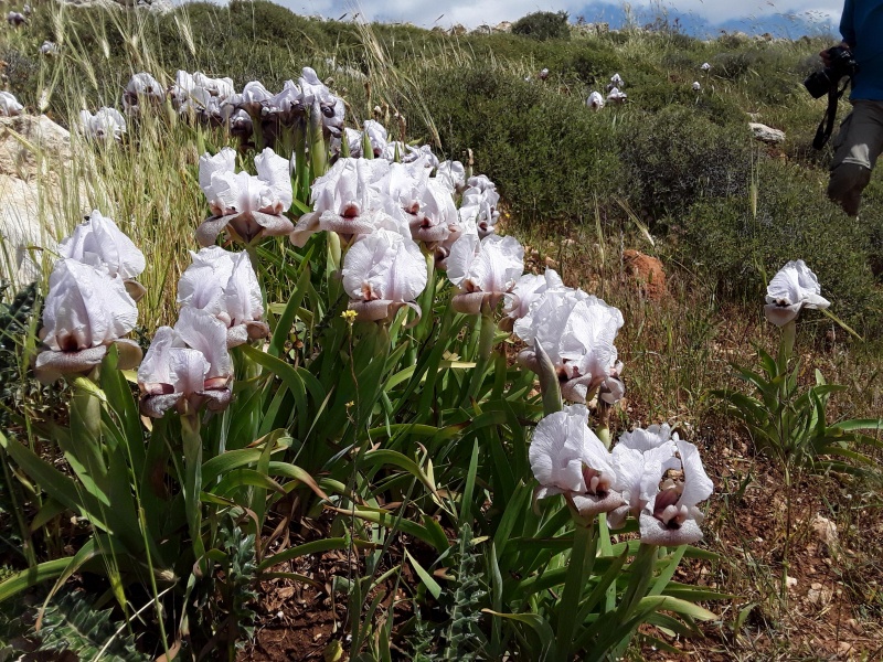 קובץ:2019.04.22-152003.598.android.jpg