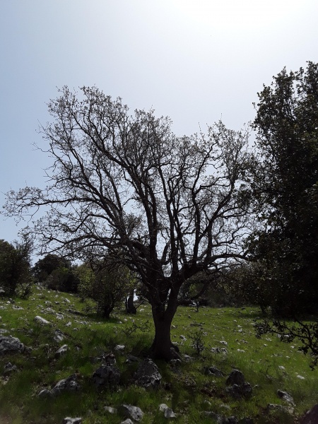 קובץ:2019.04.25-142534.509.android.jpg