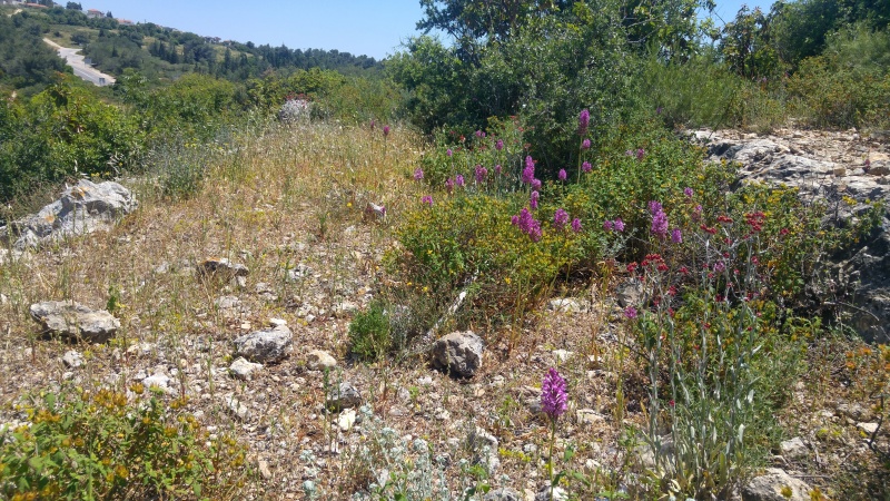 קובץ:20190504 131758 HDR.jpg