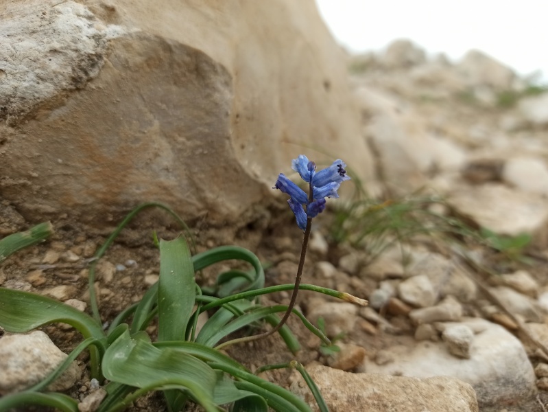 קובץ:2020-02-25T15 40 19.042791592143.jpg