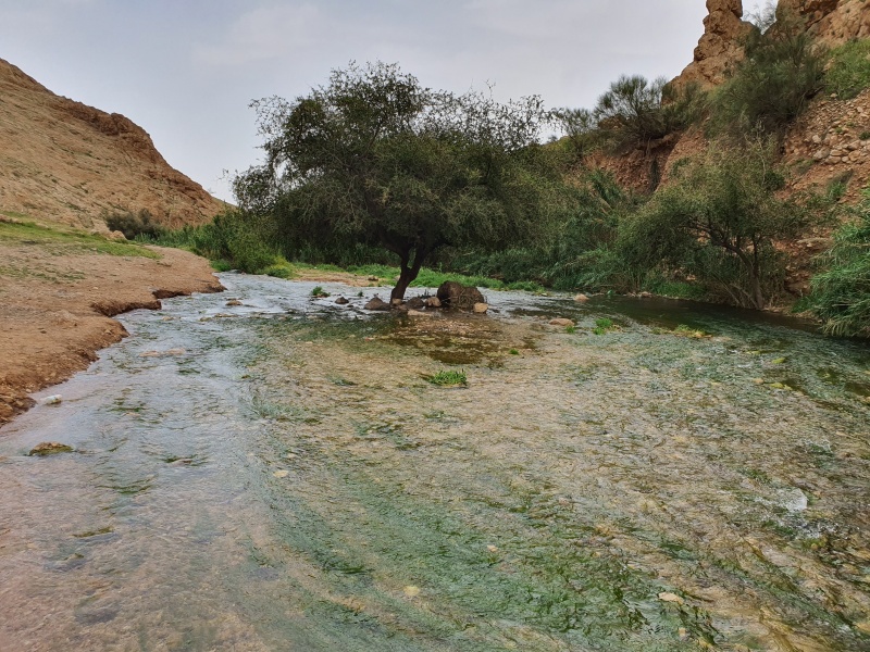 קובץ:2020-03-31T14 22 18.138392390679.jpg