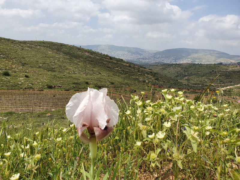 קובץ:2020-04-17T12 02 31.242993104823.jpg