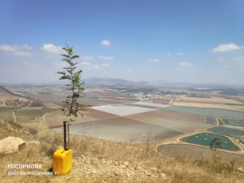 קובץ:2020-08-15T10 52 25.606020779842.jpg